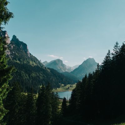 The Secret Life of Urban Green Spaces: Discovering Nature in the City